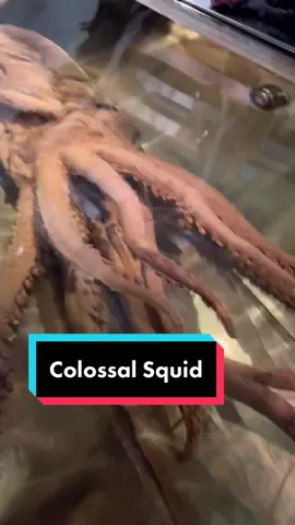 The only colossal squid on display in the entire world! The ocean is full of secrets… #travel #quityourjob #newzealand #wellington #tepapa #ocean #squidgame #monster #deepsea #mystery #fyp #foryou #nature #animals 