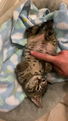 This is Parsley and he has a cute belly 🥹 #catsoftiktok #kittensoftiktok #kittycat #rescueanimals #adoptdontshop 