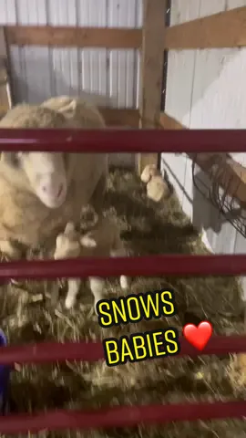 This wasn’t that bad at all…. We’ve had some really big mix ups in the past😂 #Vlog #sheepfarmer #sheepfarm #sheep #farm #lambingseason #lambing #newbornlambs 