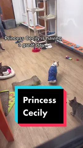 It’s a great day! #princesscecilycc #thecatterycc #lynxpoint #siamesecat #cats