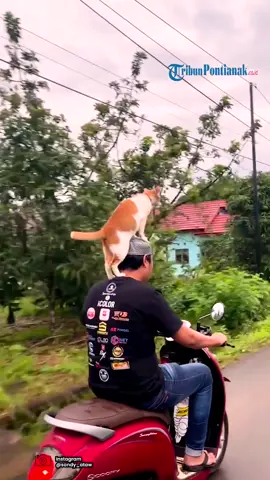 ALLAHU....🤣🤣🤣🤣🤣🤣🤣 ada saje gelagat si oyen ni yeerrr bertuah betol pnya budak🤗🤗😂 #sahabatsejati #kucingviral  #kucingvirallditiktok #kucingsultan #myking #bestfriendforever❤️   #masukberanda #setiaselamanya  #masukberandafyp #amazing  #fy #fypシ #fyp #fypdongggggggg 