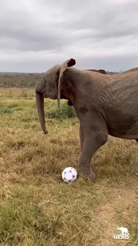 Enjoy another flashback… this time to Khanyisa Braveheart racing home to the orphanage for oranges and a lie down after a long day in the bush with her herd! 🐘💚🌳  Khanyisa has been at HERD for three years this month, and we celebrate every day that we know she is safe and sound, healthy and strong!  #s#stopsnaringk#khanyisah#herdsouthafricae#elephantse#everyelephantneedsaherd#southafrica #fyp 