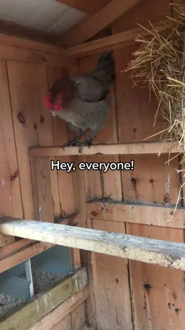 Olive Egger egg song!  My OE from @Mt Healthy Hatcherie just started laying!  #backyardchickens #crazychickenlady #freerangechickens #chickensoftiktok #happychickenslayhappyeggs #oliveegger #mthealthyhatcheries 