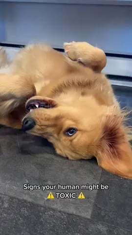 If your hooman is displaying any of the following behaviours be on high alert! #dogsoftiktok #animalvideos #puppies  #trendingsound #goldenretrievers #dogtok 