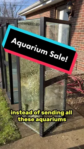 Shipping these tanks would be very expensive and they would crack, will be much easier to sell them here and use the funds to buy less in New Hampshire. If anyone wants to buy these DM me on Instagram! #aquarium #fish #goldfish #ranchu #tanks 