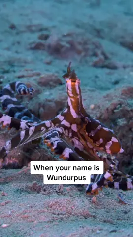 The Wunderpus is ✨the moment✨  (🎥: @Matthew Kaplan) #MarineMonday #animal #ocean #facts 