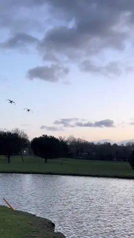 Formation landing #nature #wildlife #shotoniphone #swan #sunset 