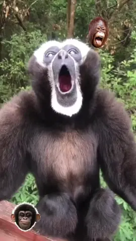 screaming #naturelife🌲🌴☀️🌅 baboon #monkey pfu