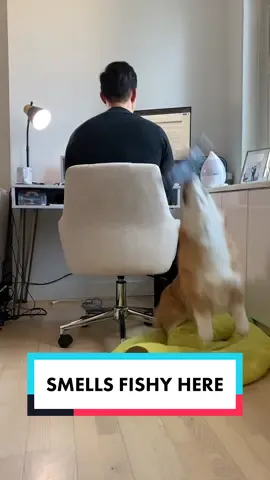 Some fishy business is going on here #fyp #dogsoftiktok #corgisoftiktok 