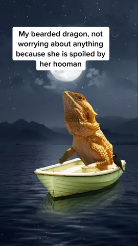 My girl is so spoiled and she knows it. She never has to worry about anything because her hooman mommy will do anything and everything to keep her safe and healthy.  Do you spoil your dragon?  . . . . . #Animals #beardeddragon #beardeddragonbreeder #beardeddragonlife #beardeddragonlove #beardeddragonlover #beardeddragonofinstagram #beardeddragonoftheday #beardeddragons #beardeddragonsofig #beardeddragonsofinsta #beardeddragonsofinstagram #beardie #beardielove #beardiesofig #beardiesofinstagram #cute #dragon #exoticpets #lizard #lizards #lizardsofinstagram #Love #nature #pet #pets #petsofinstagram #pogonavitticeps #reptilelove #reptiles 