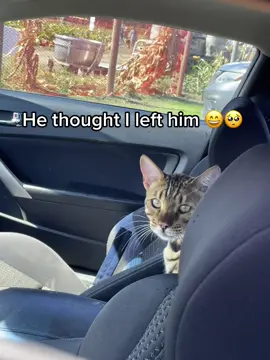 This is what separation anxiety looks like 😄😩 was only gone for 2 seconds #bengals #bengalcats #bengalkitty #kitties #cats #catsoftiktok 