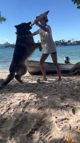 #germsnshepherd #dog #boatlife #paws #cute #puppy #trend #fyp 