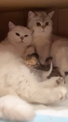 Two mothers take care of their babies together 🥰😽❤️💕😽😽 #pet #PetsOfTikTok #petlover #cat #catsoftiktok #catlover #cute #cutecat #foryou #decompression 