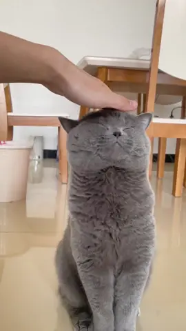 cat asking for head petting🥰🤗 #fyp #fypシ #viral #xyzbca #cat #catsoftiktok #cutecat #fatcat #malaysiatiktok #kucing #kucinglucu #kucingimut #kucinggemoy #kucinggemuk #comel #petlover #catlover #malaysia #kucingbobo #cabarankucing  #cantik 