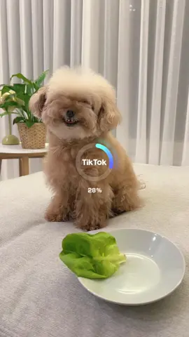 #AI애니  I hate 🥬 #미소아라 #misoara #틱톡애니멀 #foryou #fyp #pet 