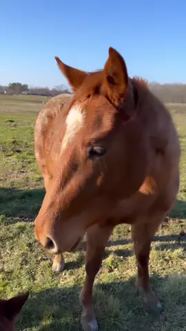 Say hello to shortcake 🍰 my 2 1/2 year old #aqha mare ❤️ #peptoboonsmal #horse #DoritosTriangleTryout #cowboy #fy #viral #pet 