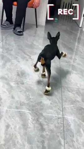 When putting shoes on the dog 🐕 #funny #puppy #dog 
