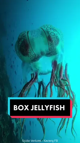 Box Jellyfish 🌊 #boxjellyfish #jellyfish #oceananimals #oceancreatures #seaanimals 