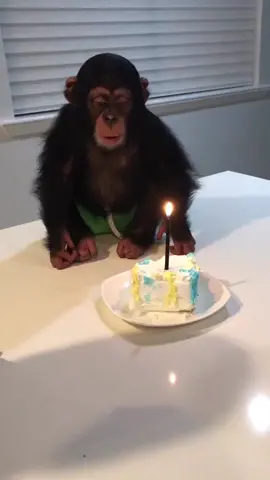BIRTHDAY CHIMP #chimpanzee #apes #primates 