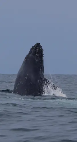 Photo Bomb 💥  what do you think the whales are doing during the Californian storms?  #whalewatching #whale #tail #predator #orca #breach #jump #fly #news #media #lunges #wildlife  #montereycalifornia #coast #cali #sunset #boat #dolphins #tiktok  #friends #friendly #viral #holiday #storm 