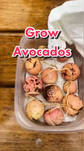 Growing avocados seeds with the spider farmer sf600 grow light ##avocado#s#seedsg#growfoodp#propagateki#kitchenscrapsgr#growtent#pitp#spiderfarmerp@Spider Farmer LED