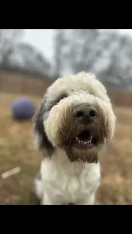 Ollie was way to quiet when he went out. We knew he was up to something. #oldenglishsheepdog #DoritosTriangleTryout #dogsoftiktok #dog #digging #holes #ollie #fyp #alabama 