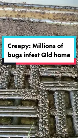 A Queensland home is crawling with millions of bugs – and they’re not the only critters that have been making a nuisance of themselves around the state 🐜🐜🐜 #bugs #queensland #straya #insects #infestation 