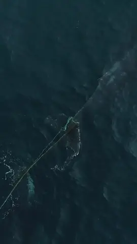 Check it out: A larger humpback whale attempts to help out a juvenile humpback whale entangled in fishing gear. #ghostnets #whales 🎥: @seataceans