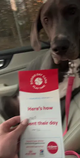 I truly cannot believe this #greatdanesoftiktok 