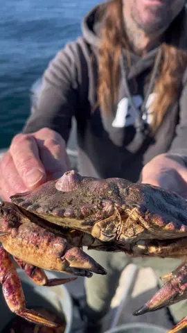 Barnacle Chronicles Feed & Release  #crab  #crabs #fishtok #fishing #fishinglife #fisherman #fishingtiktoks #natgeo #nationalgeographic #fish #ocean #rockcrab #friendliestcatch ##santacruz##octopushumane, and sustainable fishing.