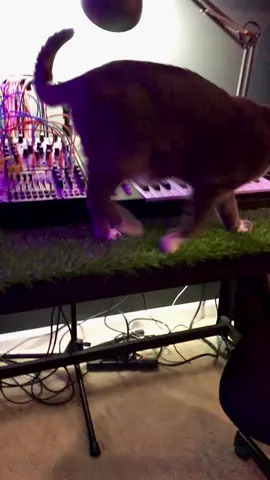 Please duet my synth cat! #synthcat #duet #pawtechre 