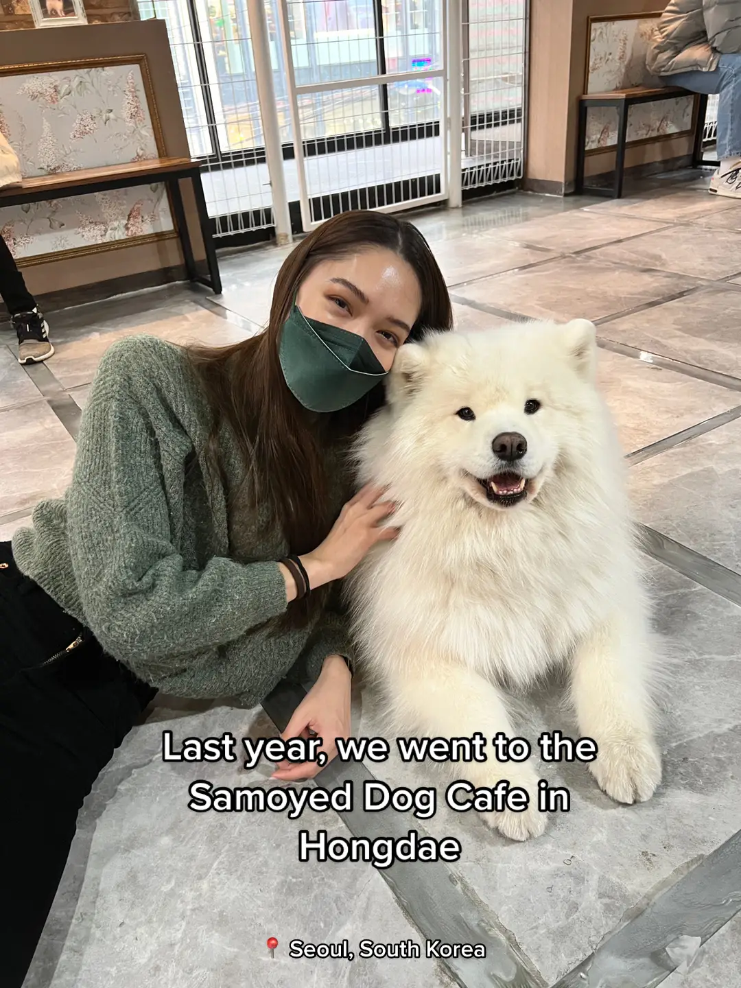 Literally a dog lover’s heaven #samoyeddogcafe #dogcafe #samoyedsoftiktok #dogcafeseoul #doglovers #animallovers #seoul 