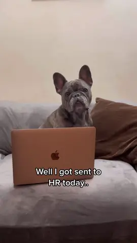🤷‍♂️ #dogsoftiktokviral #frenchiesoftiktok #fyp #PetsOfTikTok 