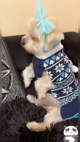 #dog#dear#diary#funny#fypシ 