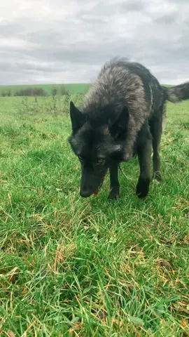 Rydstorm et tout son charisme 🐺 #wolf #chienloup #wolfdog #chienloupeuropeencf 