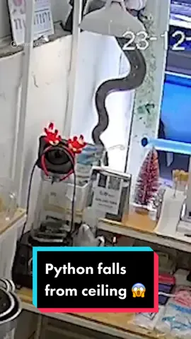 Imagine just doing your job and a python falls from the ceiling 😅 #python #baristalife #coffeeshop #snakes 