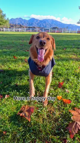 Sending you happiness and joy 🧡 #goldenretriever #goldens #golden #retrievers #retriever #pettiktok #foryoupage #fyp #dogsoftiktok