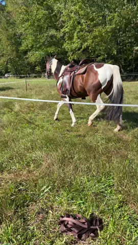 🍑🍑 #horsesoftiktok #painthorsesoftiktok #horsetok 