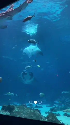 manta flip! :o #mantaray #georgiaaquarium #aquarium #marinebiology #lamp