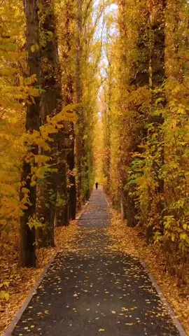 let's take a walk  #peace #vibes #fypシ #aestheticvideos #beautiful #nature #foryoupage #relaxation #peaceful #peacefulwalks 