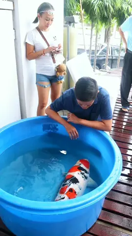 sungguh indah ikan koi jumbo japan #fyp#jejeyeny3 #yoikikoiblitar26 #koipond #koishow #koisanke #koijumbo #sultankoi #koitanco #koislayer #samuraikoicenter #indonesiakoishow #indonesia #asosiasipecintakoiindonesia 