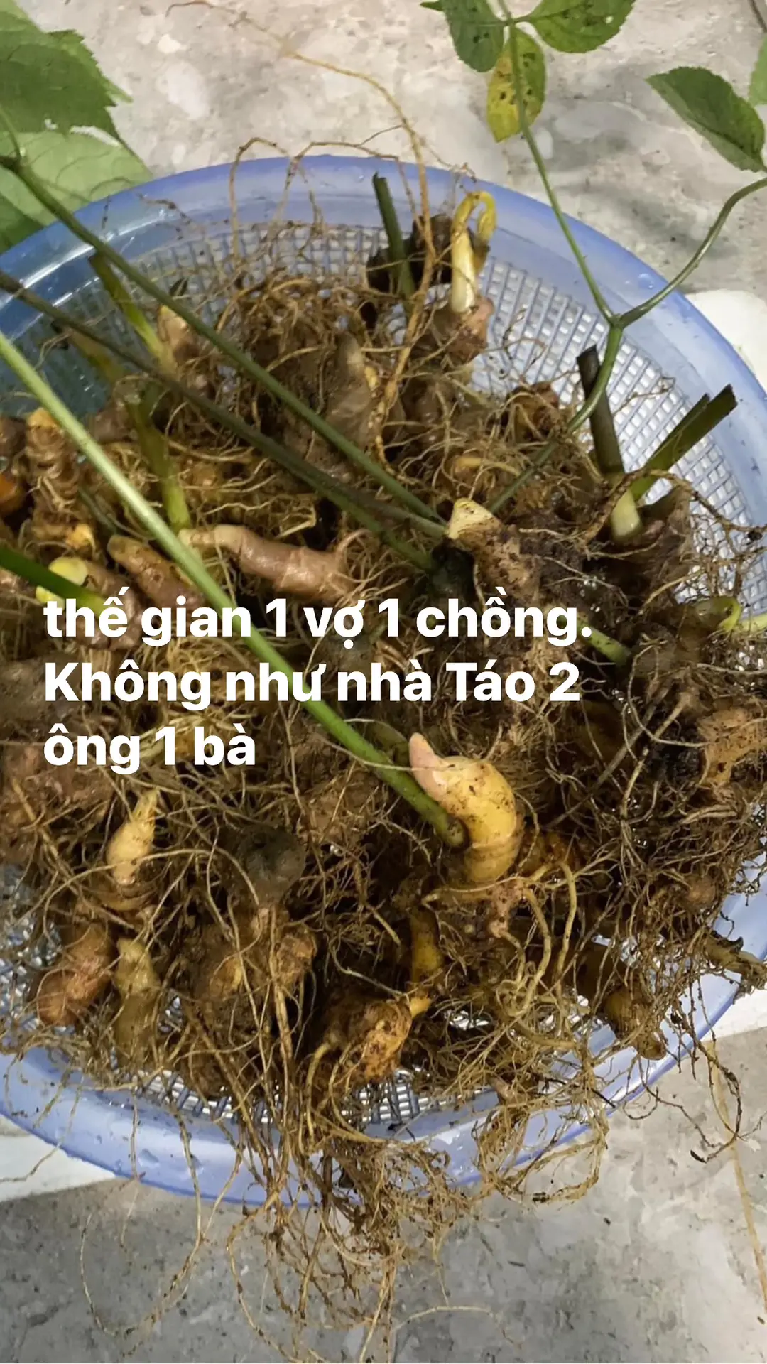 thế gian 1 vợ 1 chồng---ko như nhà táo 2 ông 1 bà