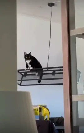 Just hanging ameownd, lol!😺 #cat #cutecat #funnyanimals #funny #lol #fyp #cute #fyp #wtf #catswinging #talkingcat #pet #catplaying 