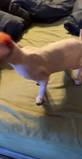 Only 6.. #coping #skills #copingskills #catsoftiktok #cats #kittens #kitties #sphynx #hairlesscat 