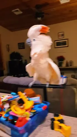 Just a normal cockatoo meltdown  #MrMax #cockatoo 