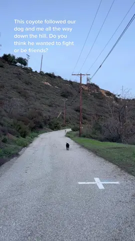 Do you think this coyote wanted to be friends? #wildlife #coyote #californiawildlife #animal #urbananimal 