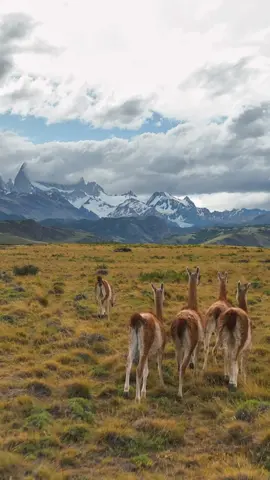 Guanacos 🦕 #animal #patagonia #elchalten #drone #dji #dronevideo #fypシ #fyp #animalsoftiktok #nature #wild #wildlife #wildanimals #adventure #patagoniaargentina #wanderlust #park 