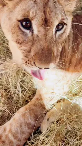 Sahara playing in hay! #NOTpets #lioncub #lion #lions #cub #cubs #play #playtime #Love #cute #adorable #lol #bigcat #bigcats #cat #cats #animal #animals #fun #fl #florida #fyp 