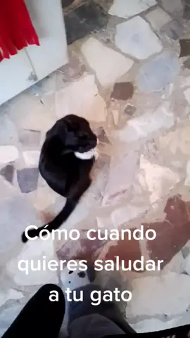 Saludando a la choriza  #gatos #humor #saludo #cats #mellow 