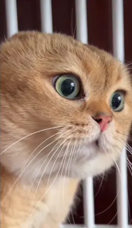 This had to be done. #Remix #OhNo #OhNoNoNoNoNo #Cat #TalkingCat #Kitten #Cats #Kitty #Funny #Viral #FYP #ForYouPage #ForYourPage #OhLongJohnson #GJSolo #KittenTok #CatsOfTiktok #CatTok 